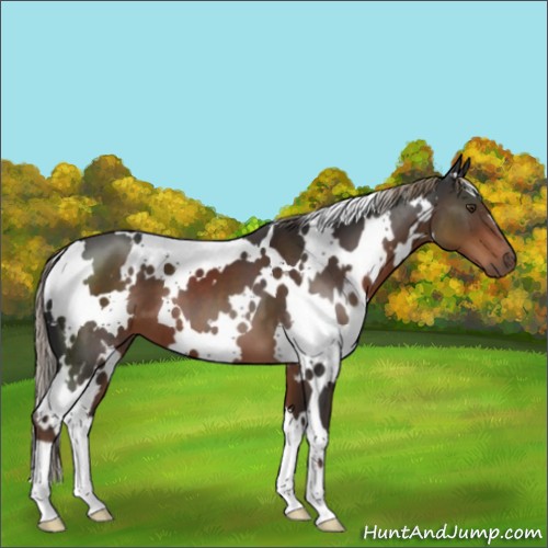 Horse Color:White Spotted Liver Chestnut 