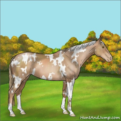 Horse Color:White Spotted Liver Chestnut Pearl 