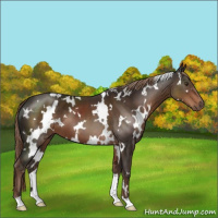 Horse Color:White Spotted Liver Chestnut 
