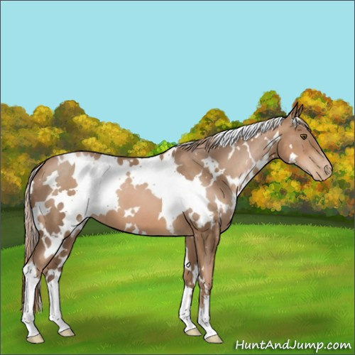 Horse Color:White Spotted Liver Chestnut Pearl 
