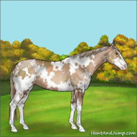 Horse Color:White Spotted Liver Chestnut Pearl Sabino 