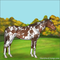 Horse Color:White Spotted Liver Chestnut 
