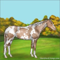 Horse Color:White Spotted Liver Chestnut Pearl 