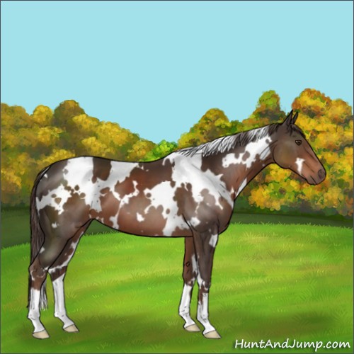 Horse Color:White Spotted Liver Chestnut 