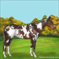 Horse Color:White Spotted Liver Chestnut