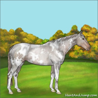 Horse Color:White Spotted Liver Chestnut