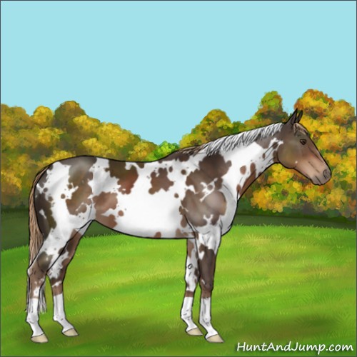 Horse Color:White Spotted Liver Chestnut 