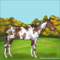 Horse Color:White Spotted Liver Chestnut