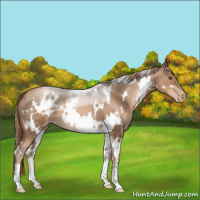 Horse Color:White Spotted Liver Chestnut Pearl 