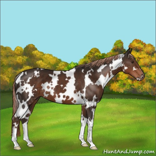 Horse Color:White Spotted Liver Chestnut 