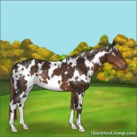 Horse Color:White Spotted Liver Chestnut 