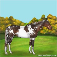 Horse Color:White Spotted Liver Chestnut 
