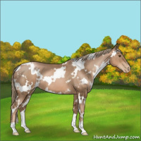 Horse Color:White Spotted Liver Chestnut Pearl 