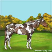 Horse Color:White Spotted Liver Chestnut 