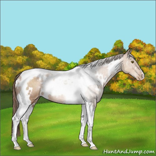 Horse Color:White Spotted Brown Pearl Tobiano 