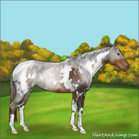 Horse Color:White Spotted Liver Chestnut 