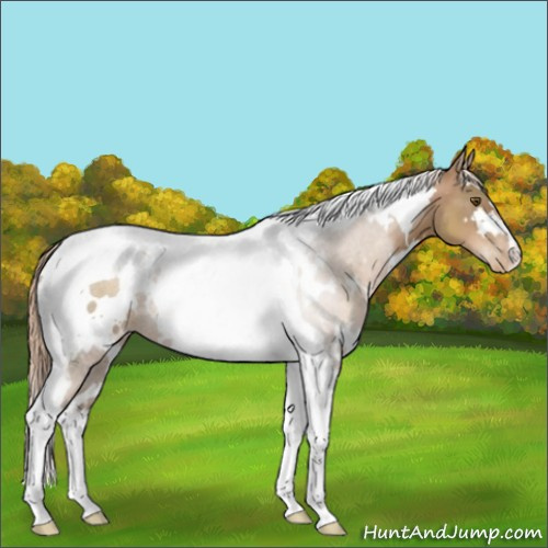 Horse Color:White Spotted Liver Chestnut Pearl Tobiano 
