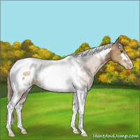 Horse Color:White Spotted Liver Chestnut Pearl Tobiano 