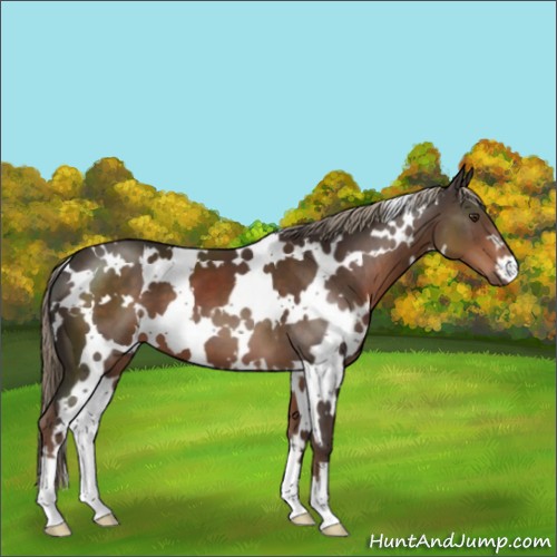 Horse Color:White Spotted Liver Chestnut 
