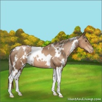 Horse Color:White Spotted Liver Chestnut Pearl 