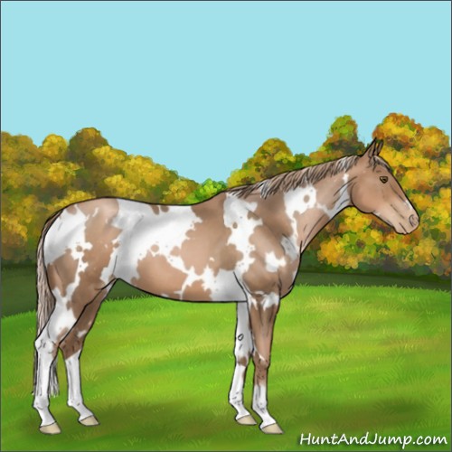 Horse Color:White Spotted Liver Chestnut Pearl 