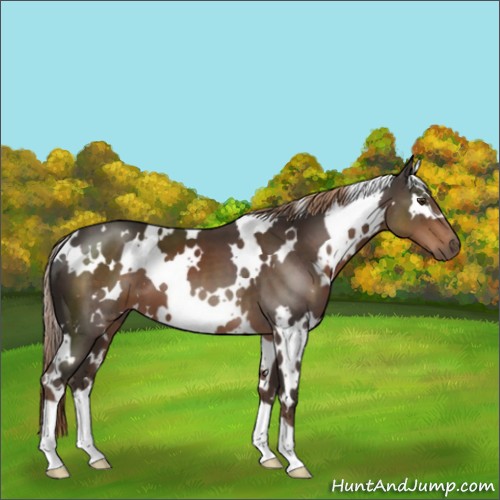 Horse Color:White Spotted Liver Chestnut 