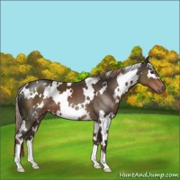 Horse Color:White Spotted Liver Chestnut