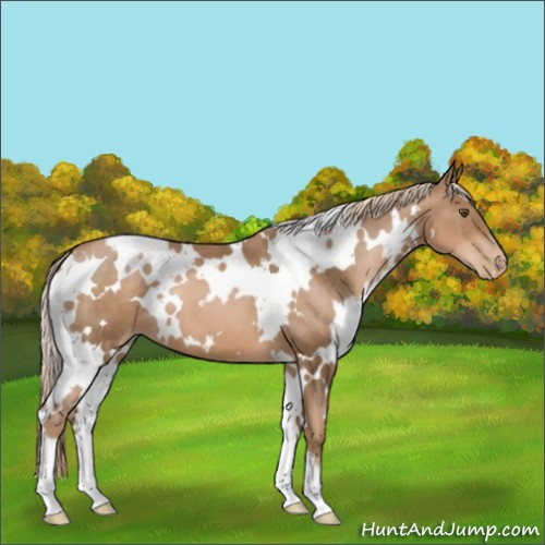 Horse Color:White Spotted Liver Chestnut Pearl 
