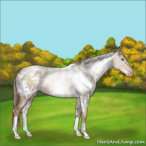 Horse Color:White Spotted Liver Chestnut Pearl 