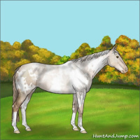 Horse Color:White Spotted Liver Chestnut Pearl 