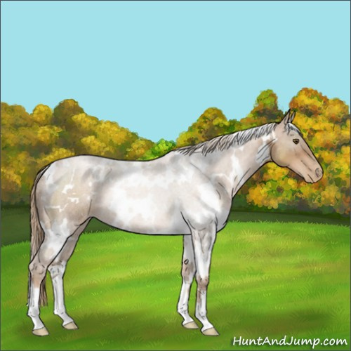 Horse Color:White Spotted Liver Chestnut Pearl 