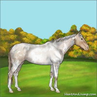 Horse Color:White Spotted Liver Chestnut Pearl 
