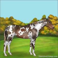 Horse Color:White Spotted Liver Chestnut 