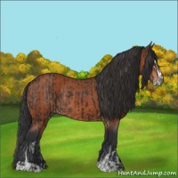 Horse Color:Brown Sabino Rabicano  and Bay Sabino Rabicano 