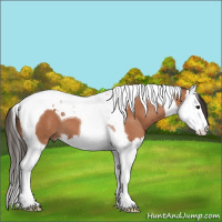 Horse Color:Bay Splash Tobiano 