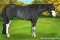 Horse Color:Black Sabino Rabicano