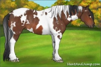Horse Color:White Spotted Bay Tobiano Rabicano