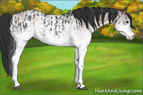Horse Color:White Spotted Blue Roan Rabicano  and White Spotted Bay Roan Rabicano 