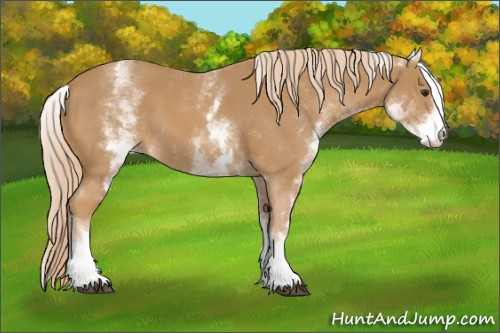 Horse Color:White Spotted Chestnut