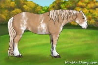 Horse Color:White Spotted Chestnut 