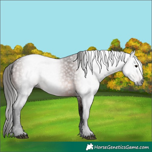 Horse Color:Unknown 