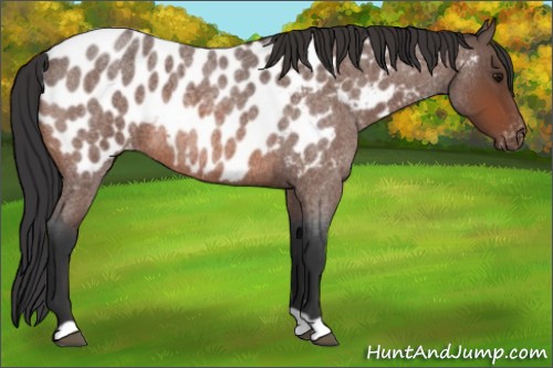 Horse Color:Bay Roan Appaloosa Rabicano