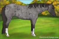 Horse Color:Smoky Blue Roan 