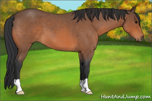 Horse Color:Bay Roan 