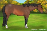Horse Color:Bay Roan 