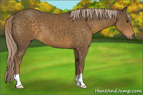 Horse Color:Chocolate Palomino 