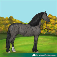 Horse Color:Grullo Brindle 