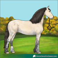 Horse Color:Buckskin Ice Dun Brindle 