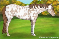 Horse Color:Liver Chestnut Ice Pearl Appaloosa