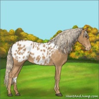 Horse Color:Chestnut Near Leopard 